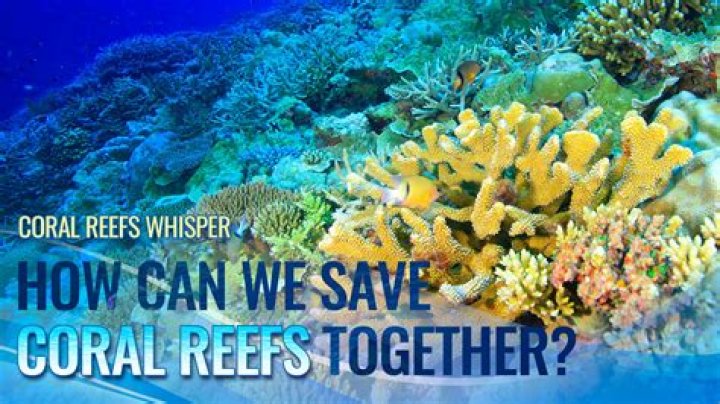How will Logging affect a coral reef?