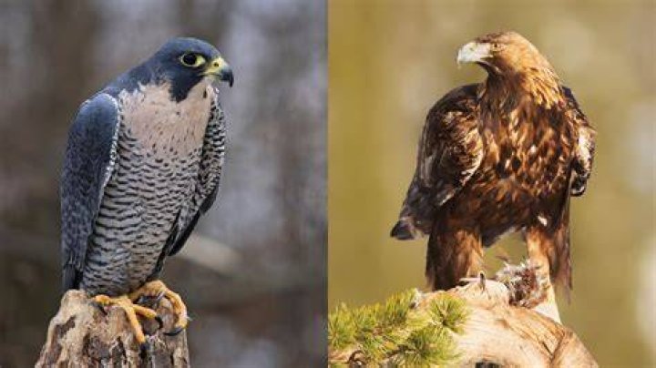 Is a peregrine falcon an eagle?