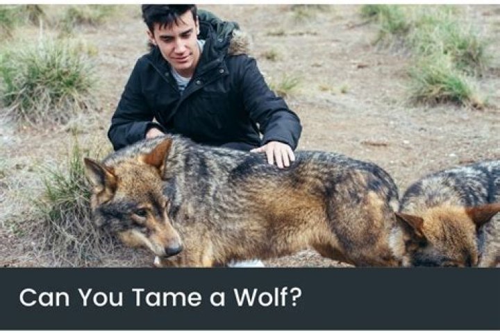 Is it possible to tame a wolf?