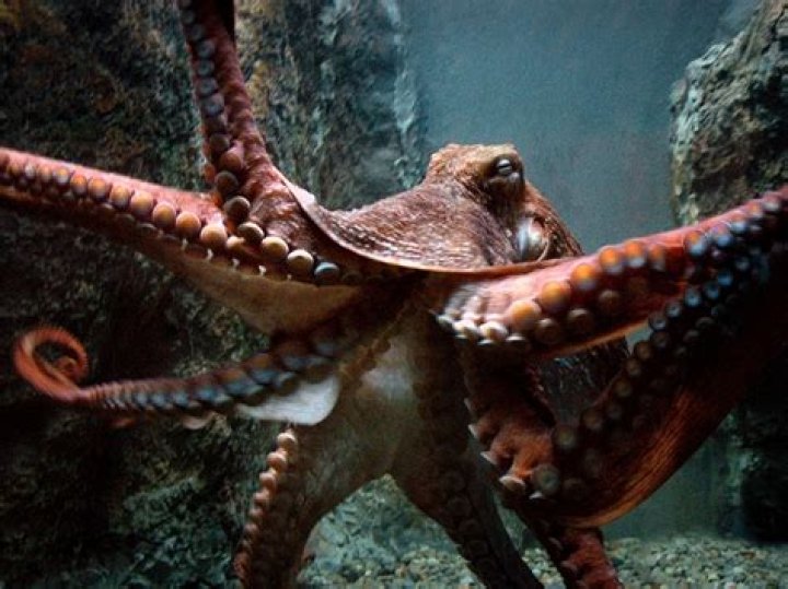 Is Octopus low in fat?