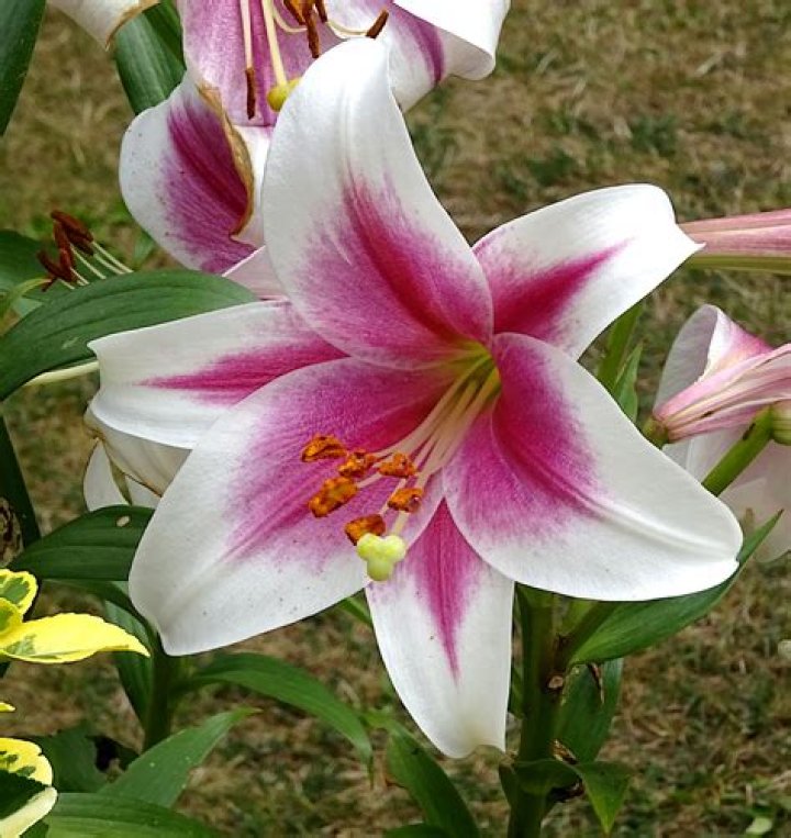 Lily