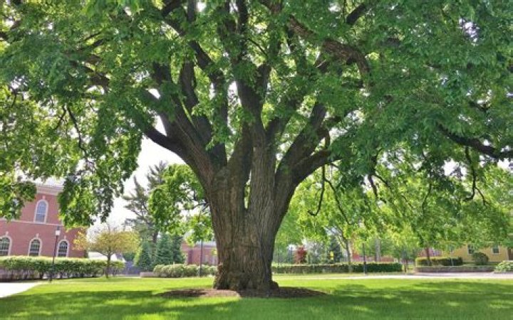 Should I plant an elm tree?