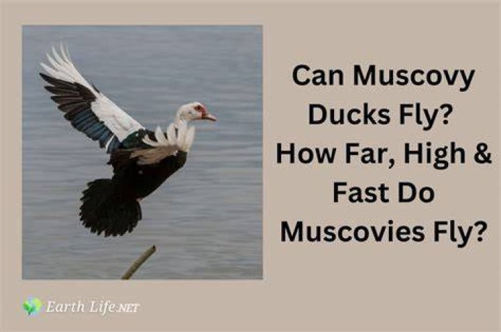 What age do Muscovy ducks fly?