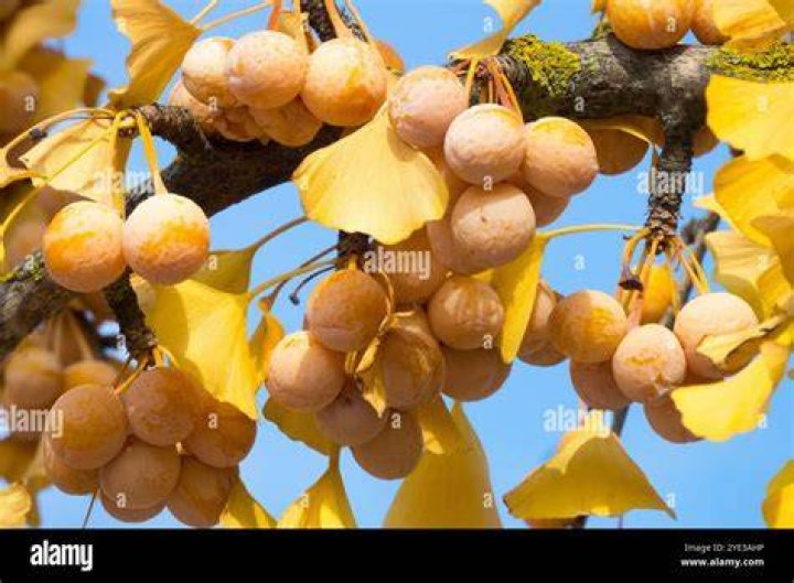 What animal eats ginkgo fruit?