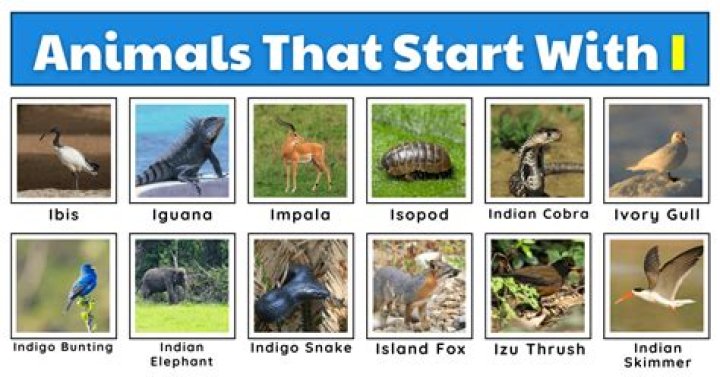 What animal is called a stud?