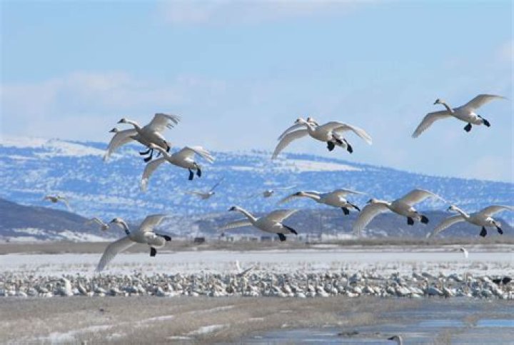 What animals migrate in the winter?
