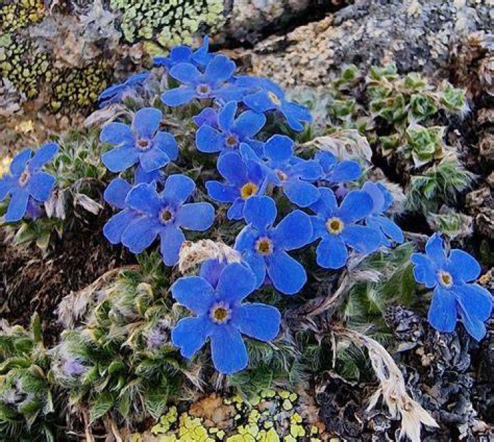 What conditions do alpine plants like?