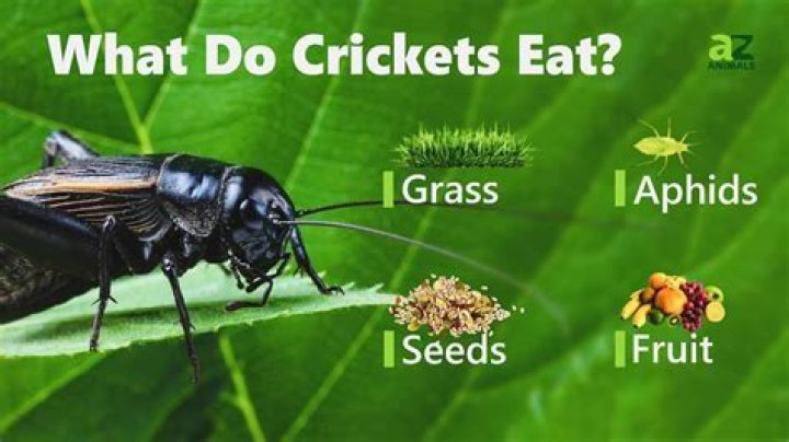 What do crickets do for the environment?