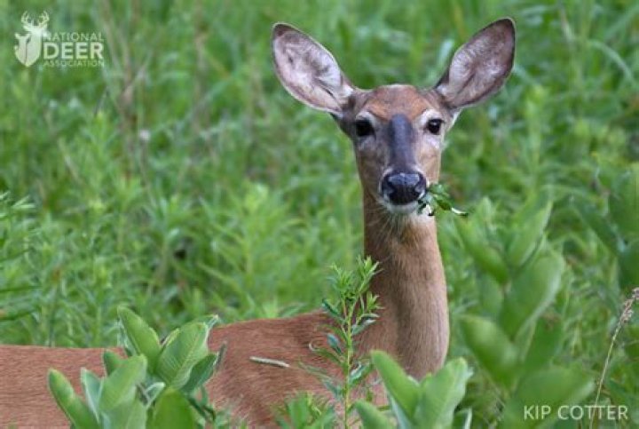 What do deer like to drink?