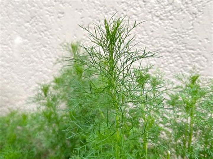 What does dill look like?