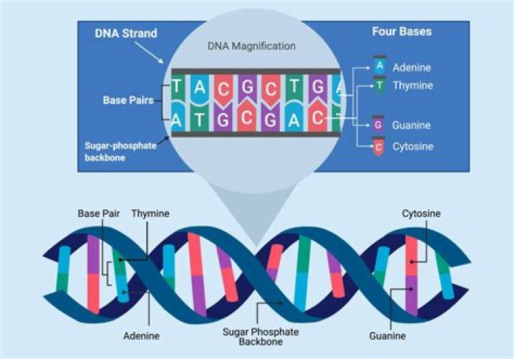 What does genome annotation include?