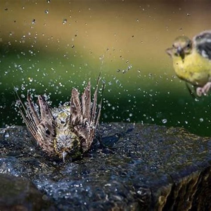 What happens when a bird gets wet?