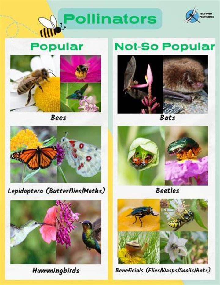 What is a good pollinator for apple trees?
