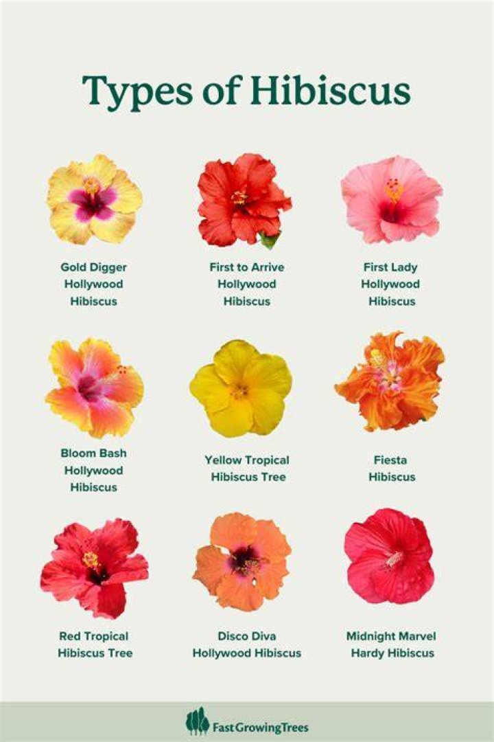 What is another name for hibiscus?