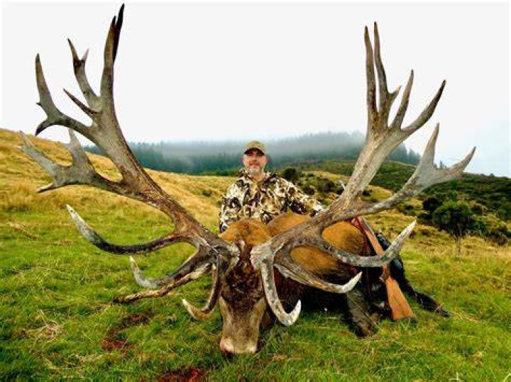 What is considered a trophy red stag?