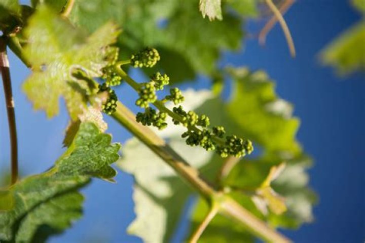What is fruit set in grapes?