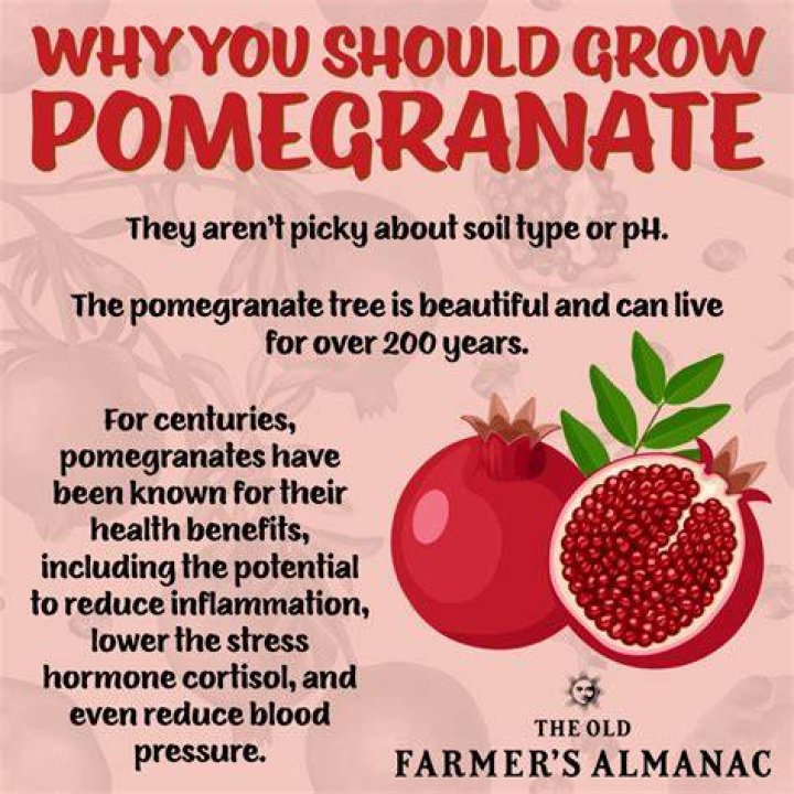 What is pomegranate tea for?