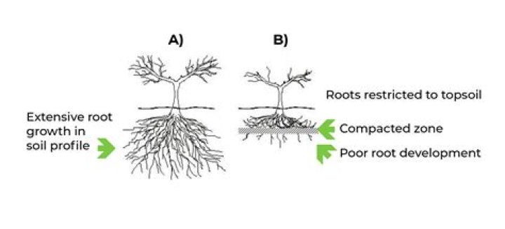 What is soil borne? | ContextResponse.com