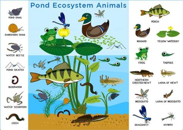 What pond animals eat plants?