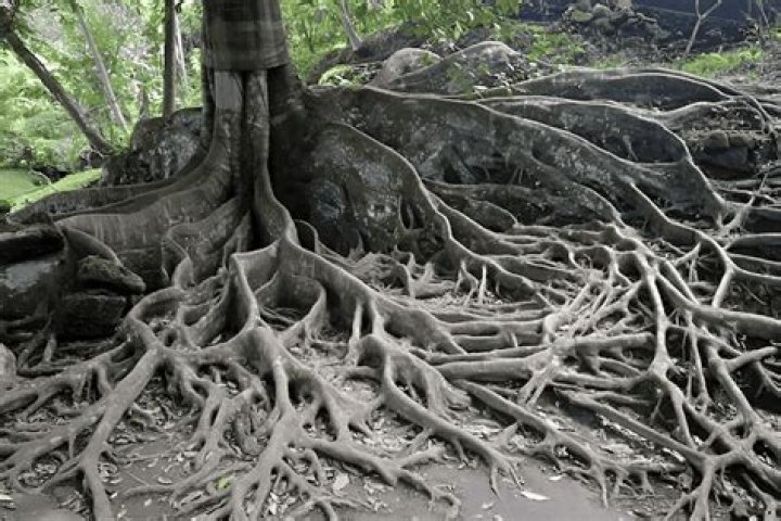 What tree has yellow roots?