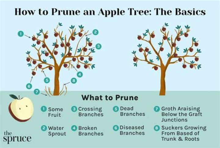 When should I prune my small apple tree?