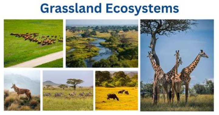 Where are grassland biomes? | ContextResponse.com