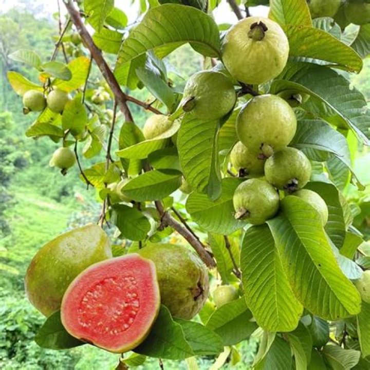 Where do guavas originate? | ContextResponse.com
