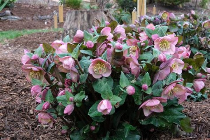 Where do Lenton roses grow?