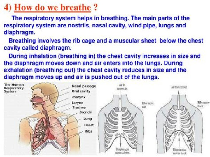 Where does air go when you breathe?