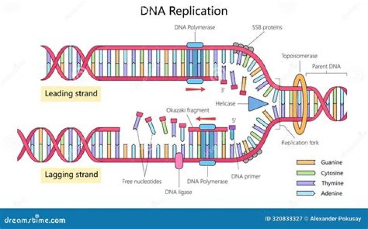 Where does chromosome replication occur?