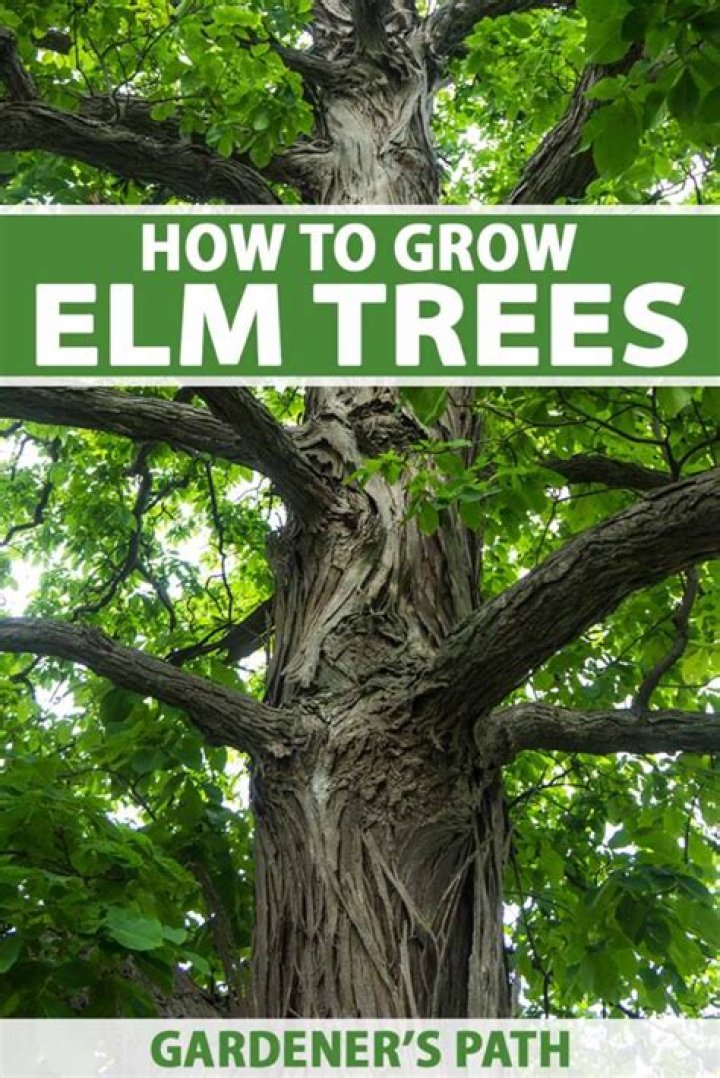 Where does the American elm tree grow?