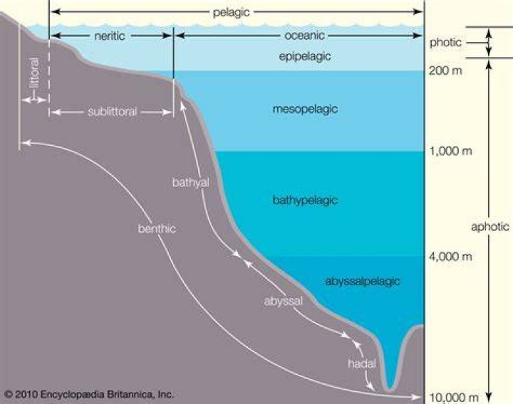 Where is the pelagic zone located?