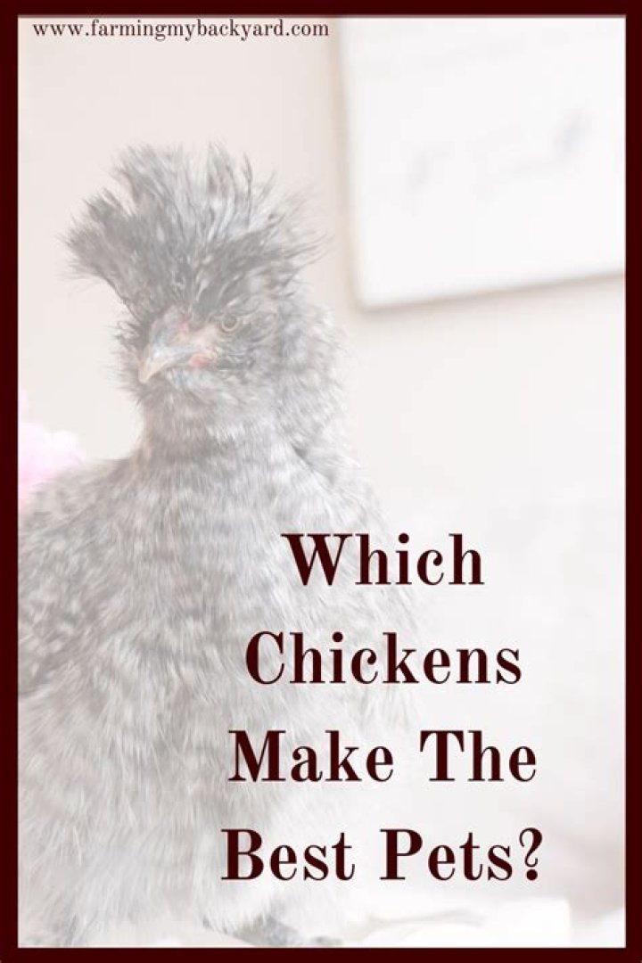Which chickens make the best pets?