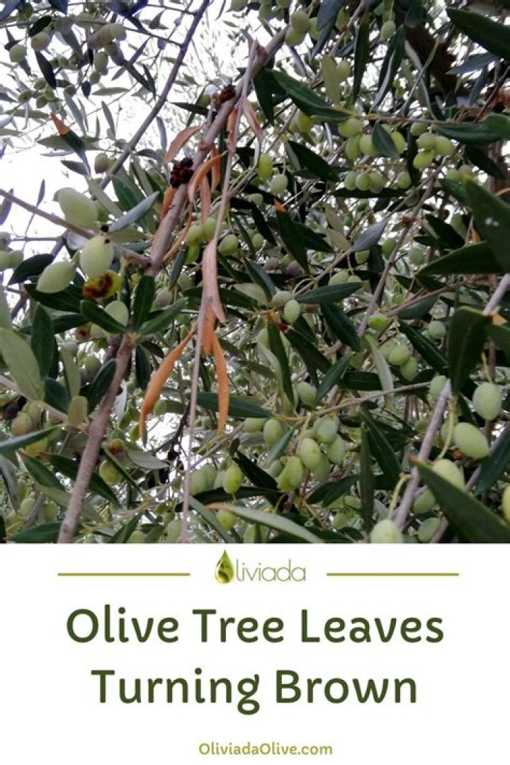 Why are leaves falling off my olive tree?