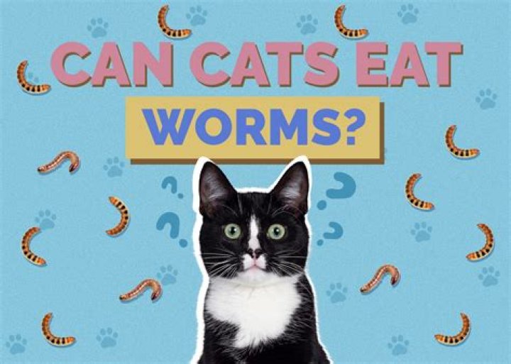Why do cats eat ferns?