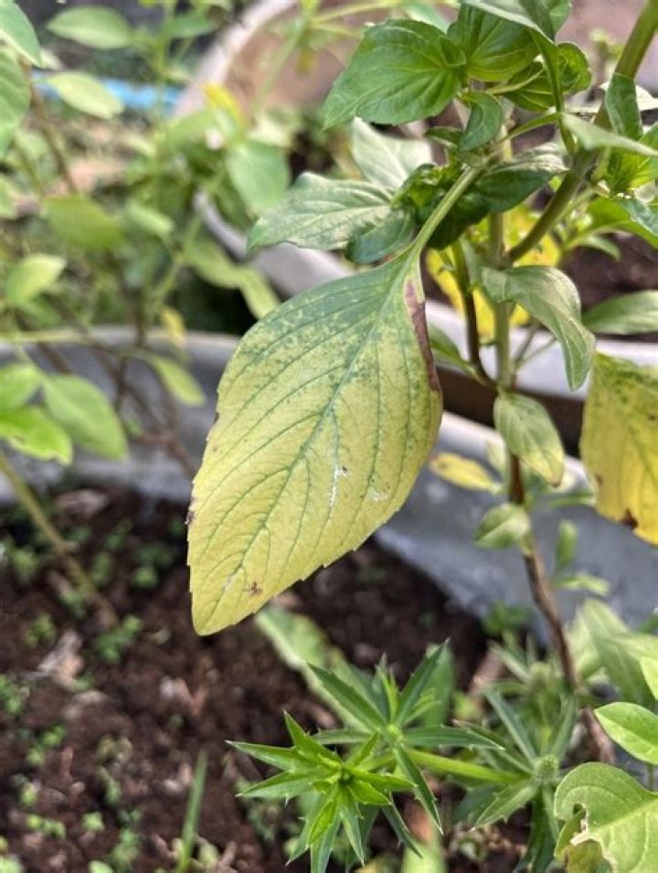 Why do leaves turn yellow on orange tree?