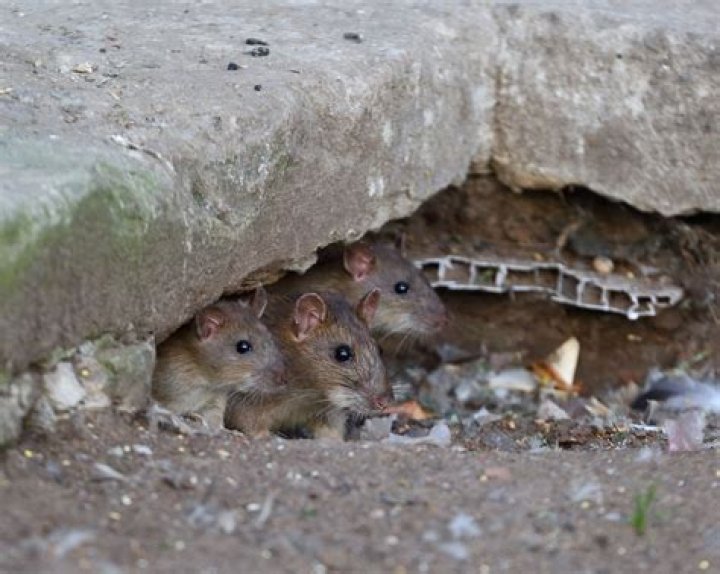 Why do rats chirp?