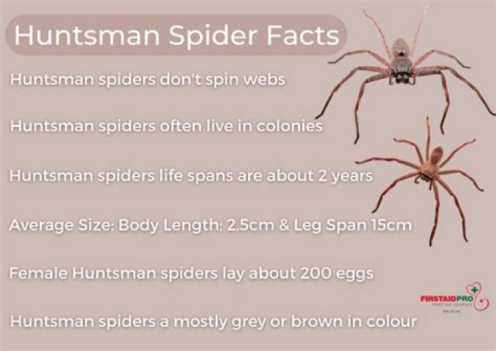 Why do spiders bite humans?