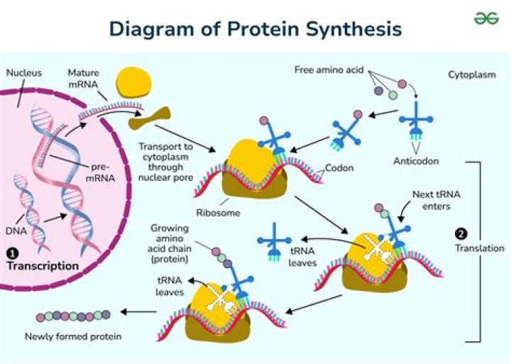 Why is protein synthesis important?